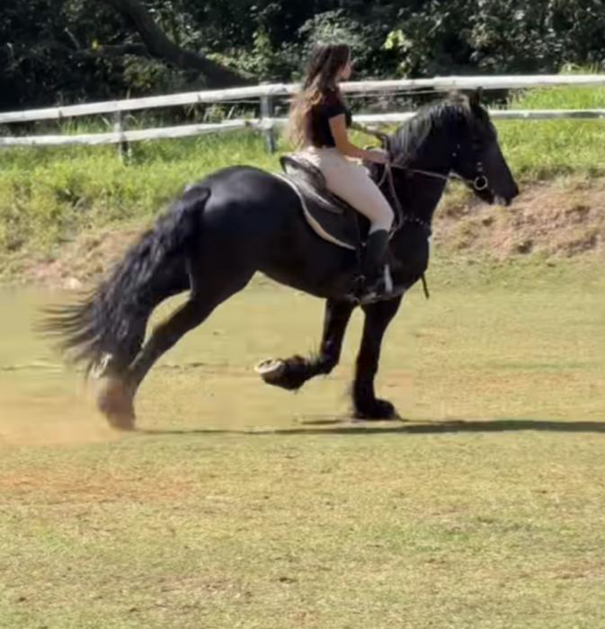 TALL, handsome 7 year old Gelding! SUPER Elegant