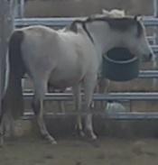 welsh b filly weaned in feb 2026