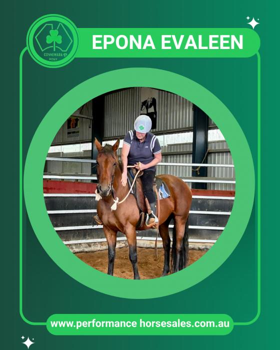 Connemara x allrounder - Epona Evaleen