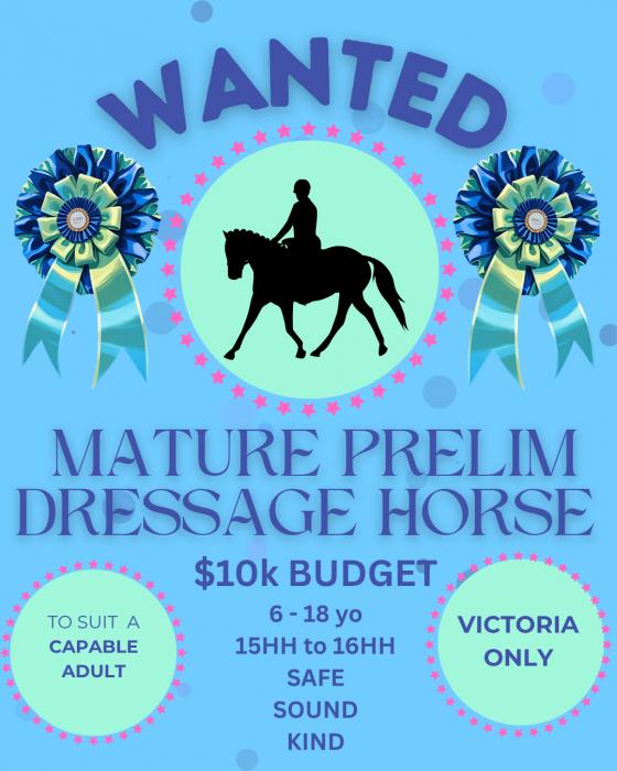 WANTED - Safe prelim/ ARC dressage horse