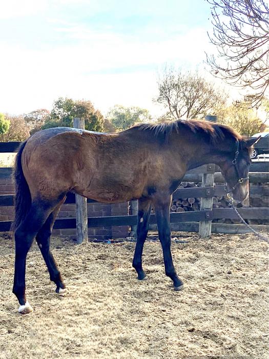 Flashy Andalusian colt