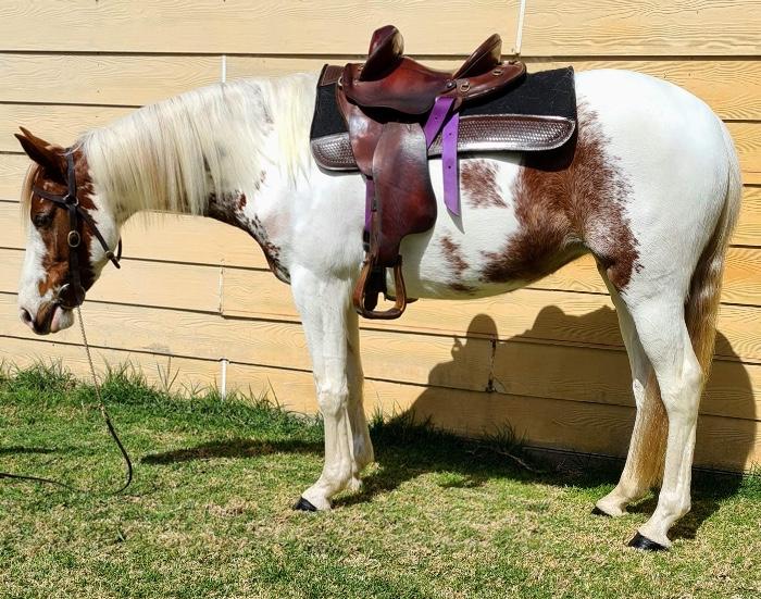 Coloured Horses For Sale Coloured Horse » Horsezone