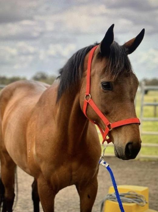 Sensible 12yo Bay TB Gelding 16h
