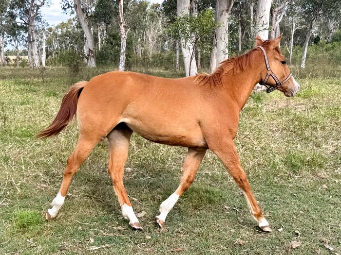 Registered Paint Filly Red Dun Yearling PHAA