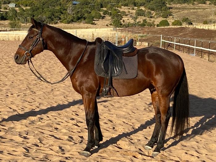 Australian Stock Horses For Sale