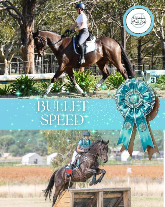 Bullet Speed - EVA95/ Elementary Dressage gelding