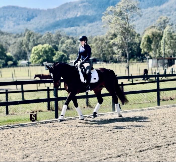 Sound, Sane, Beautiful Warmblood Mare