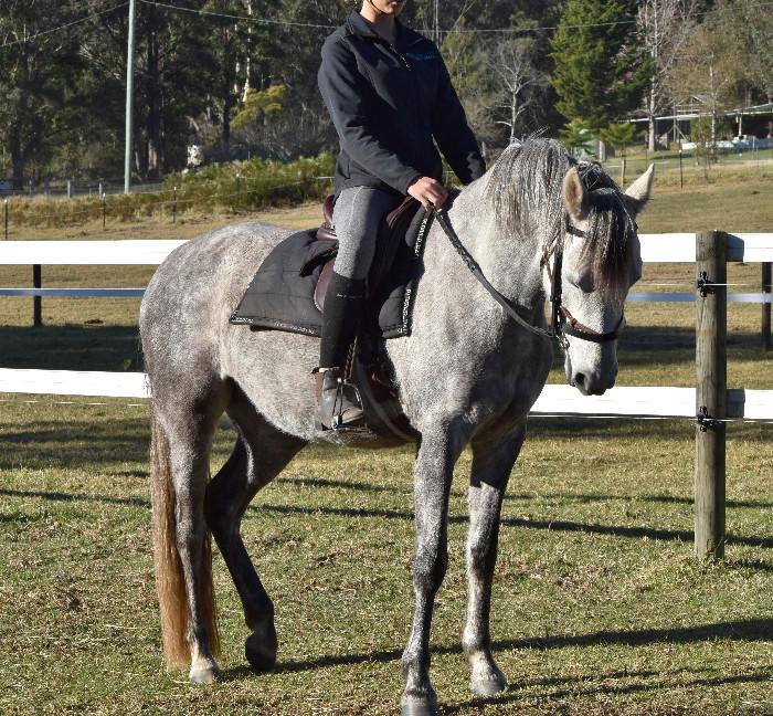 Welsh Ponies For Sale Welsh Horse » Horsezone