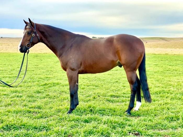 Australian Stock Horses For Sale