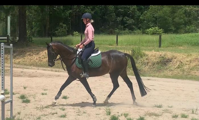 Alpine Park Performance Pony  