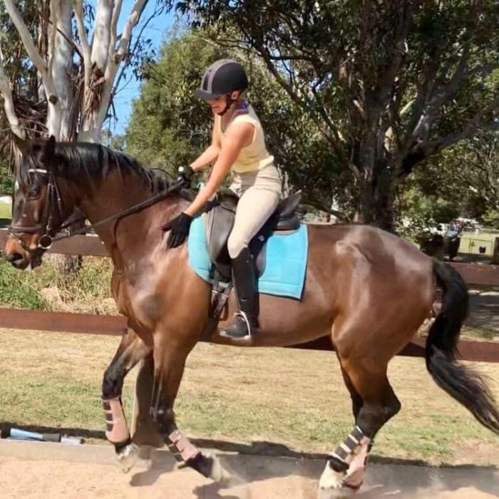 Beautiful Warmblood School master 