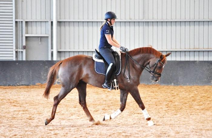 Exceptional 4 yr old Gelding by Negro