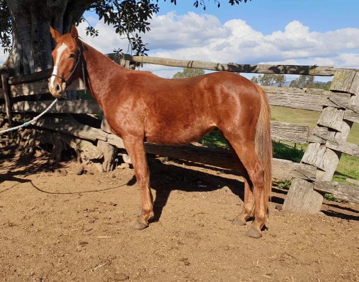 Australian Stock Horses For Sale