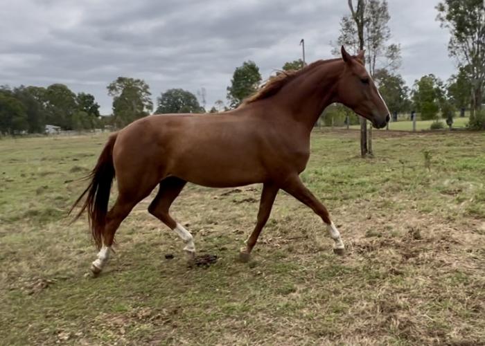 Ride or Breed - included dose of PRE semen