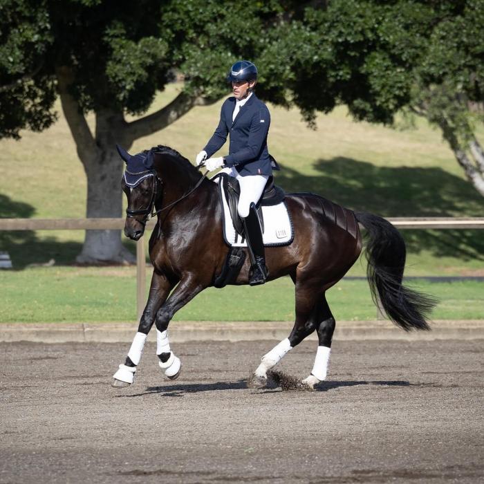 Aber Freya MI – Exceptional Warmblood Mare
