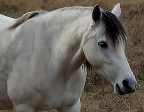 welsh b filly weaned in feb 2026