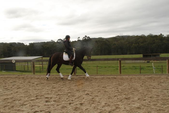 WIS RAINBOW - Fantastic Dressage and Show Mount