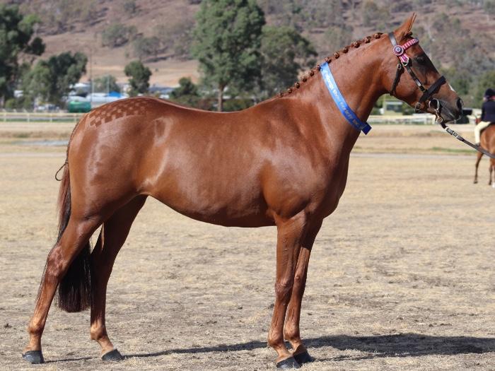 Free lease with option to buy