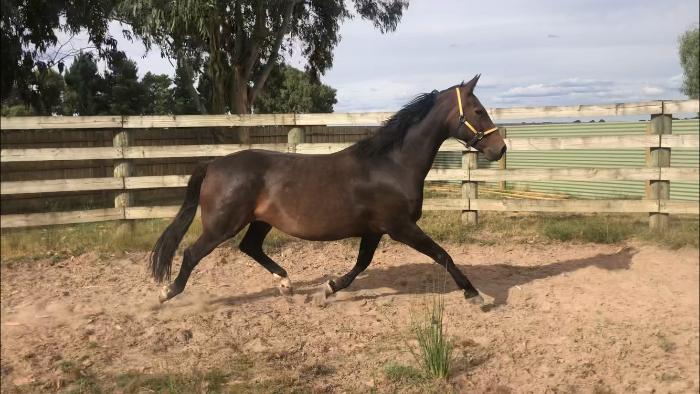 Whisper IV Broodmare