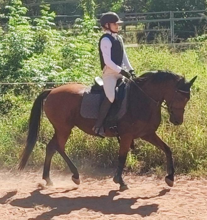 GRP x Mare Breed or ridden