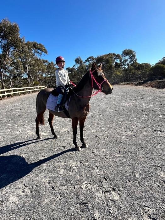 Great beginner pony on and off lead