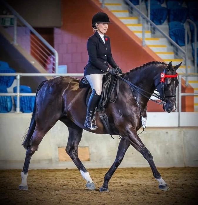 Horses for sale & equine products, stallions, equine news & gallery on