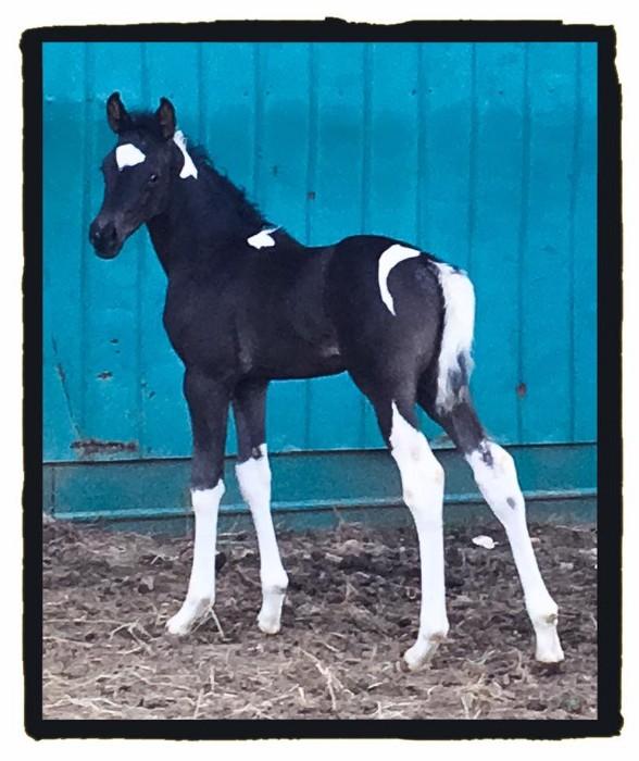 Black Coloured Warmblood Mare (Totilas/Ferro/SOS)