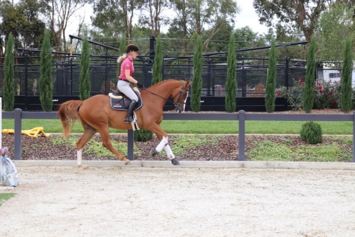 Top Eventer/ Jumping prospect PRICE Reduced ! 