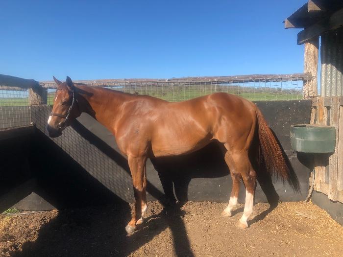 Standardbred Horses For Sale Standardbred Horse » Horsezone