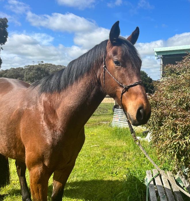 Clydesdale Horses For Sale Clydesdale Horse » Horsezone