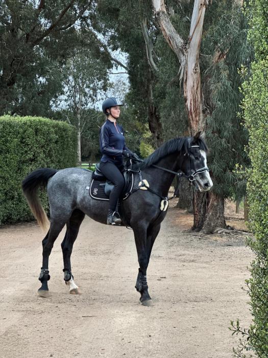 WarmbloodxArab