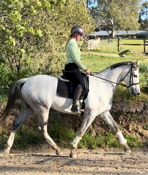 Dressage , Show , Showjump or Event.