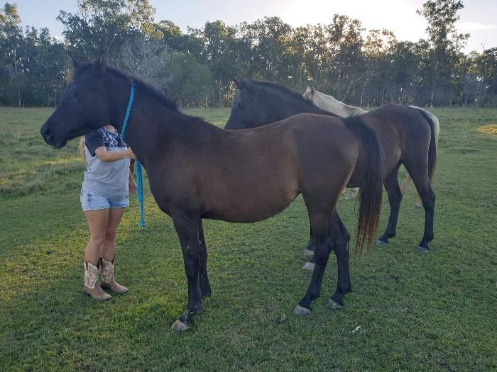 Arabian Horses For Sale Arabian Horse » Horsezone