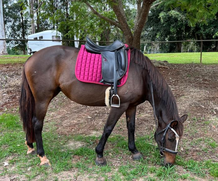 Eventing and dressage lines WBxTB broodmare