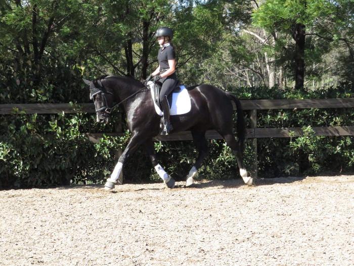 Price Reduced! Stunning Show/Dressage Potential !