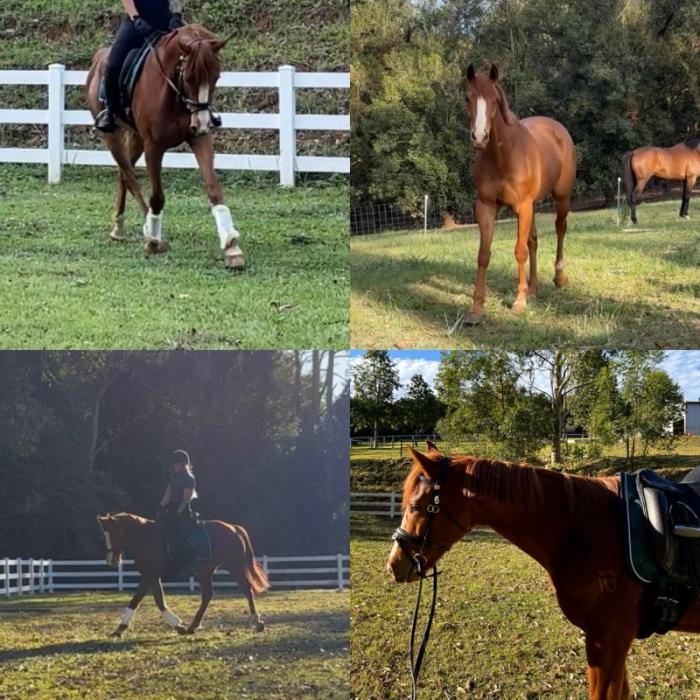 Showy TB Gelding