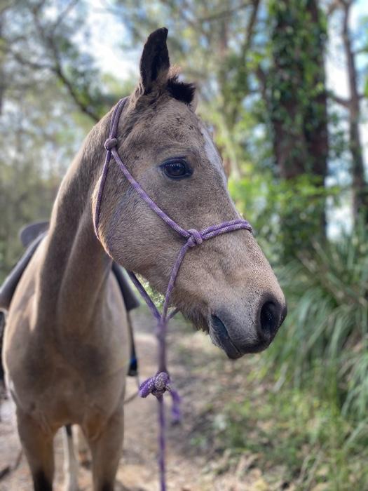 Pony For Sale Pony Horse » Horsezone