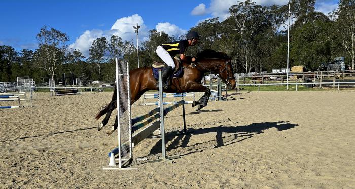 "Classically Innocent" Sweet 7yo WB x TB For Sale