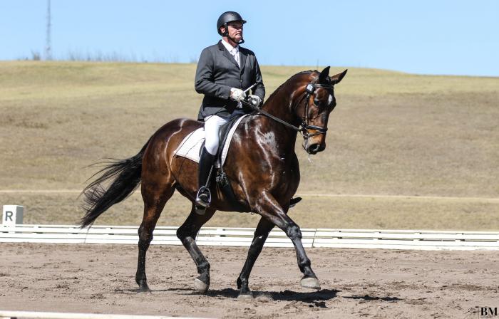 AOR DREAM PROSPECT - AN ELEGANT GENTLEMAN