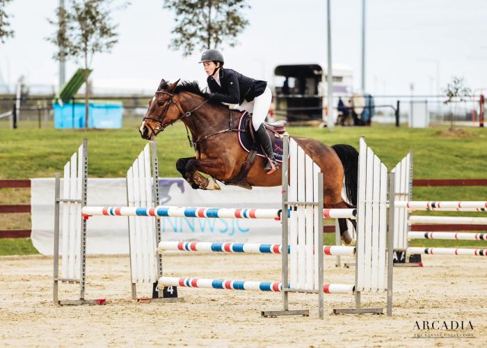 Brave warmblood x mare