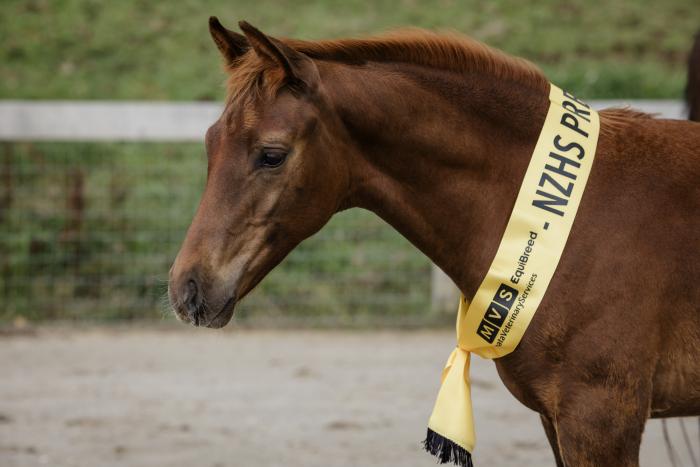 Hanoverian 2yr Colt