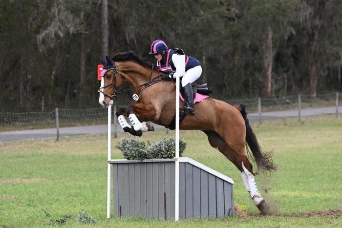 Versatile Athletic Selle Français Eventer Horse