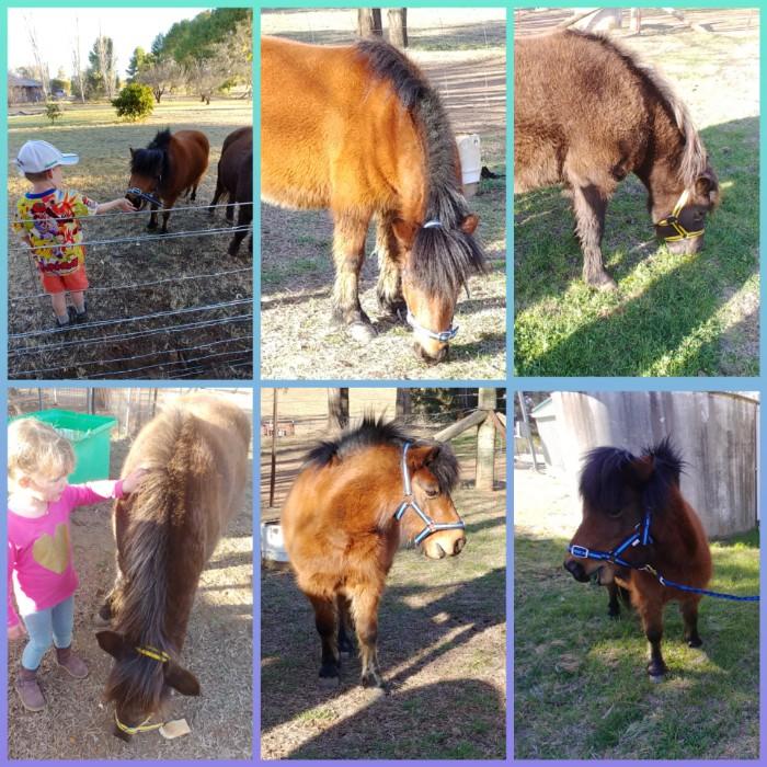 Miniature Ponies For Sale Miniature Ponies » Horsezone