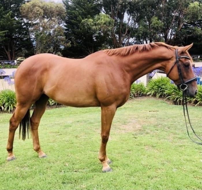 Thoroughbred Horses For Sale Thoroughbred Horse » Horsezone