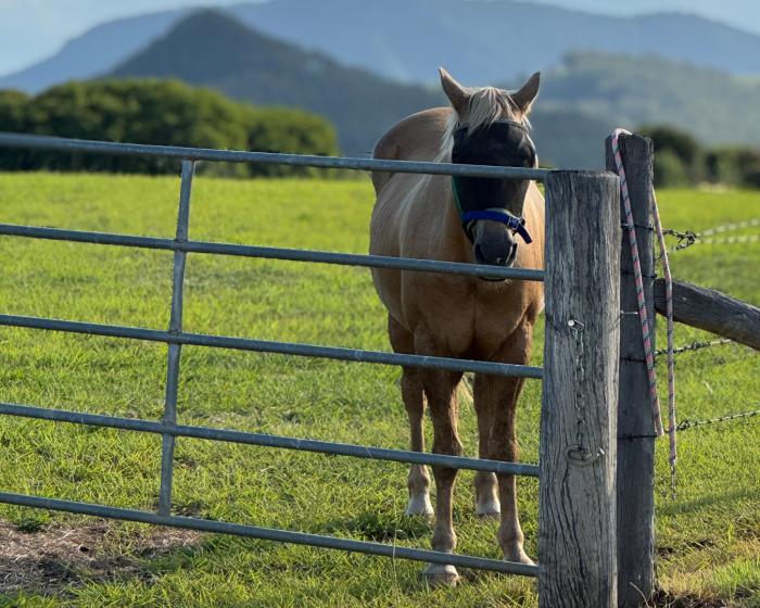 Obi - Stockhorse/Palomino
