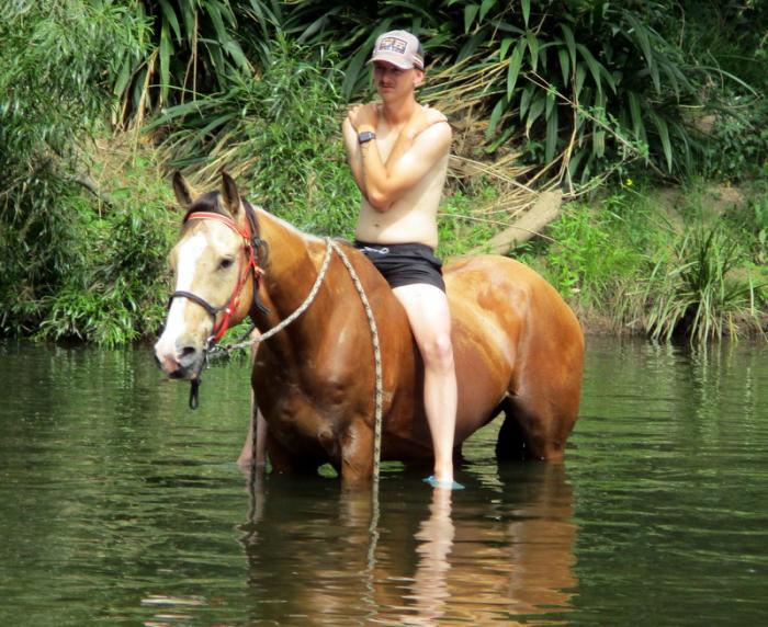 QUALITY BUCKSKIN QH GELDING