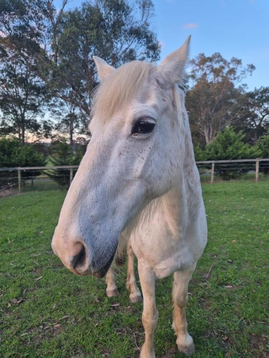 14.2 HH welsh Gelding