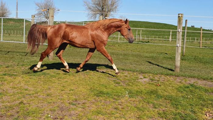 OUTSTANDING BREEDING STALLION FOR SALE