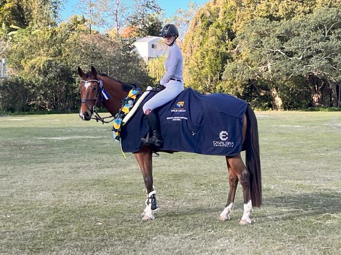 Quality Warmblood Performance Horse