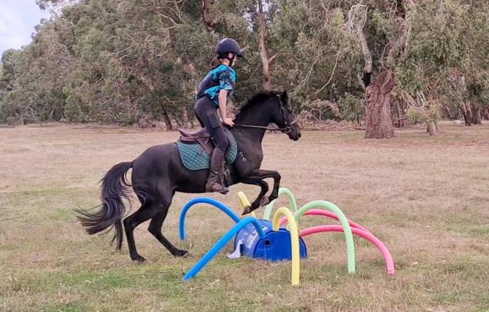 Quality Riding Pony Mare